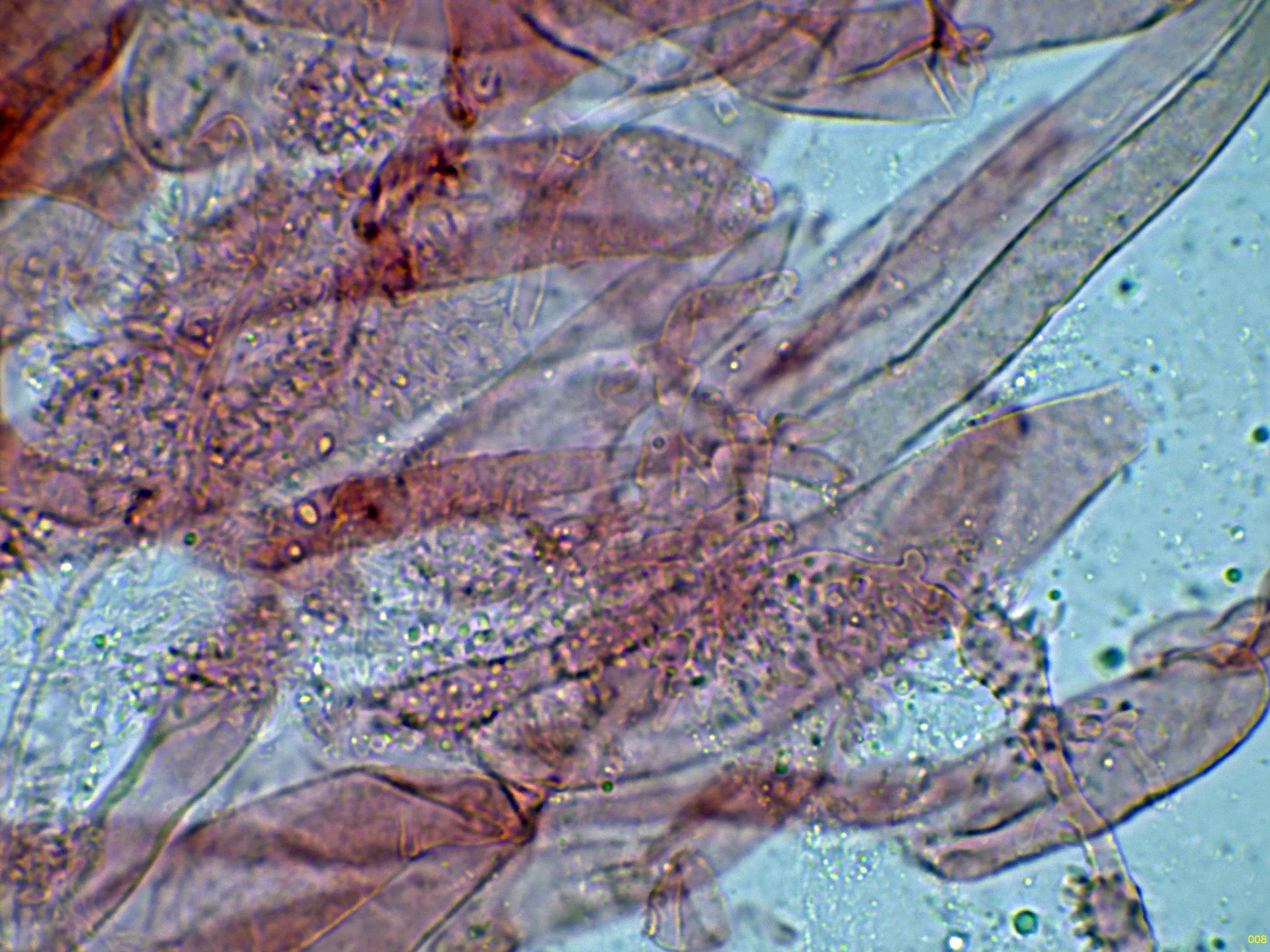 Microscopía de Mycena cinerella - 10 - Suprapellis-008
